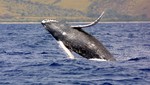Una ballena jorobada es captada cuando voltea una pequeña embarcación [FOTOS]