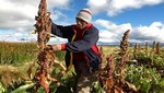[Huancavelica] Qaly Warma comprará alimentos a productores huancavelicanos
