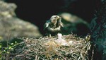 Por primera vez en Honduras un águila arpía con crías