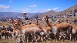 Huancavelica logra record en producción de fibra de vicuña