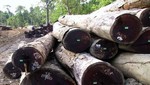 Compañía papelera se compromete a detener la deforestación en Indonesia