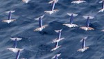 Calamares voladores impresionan a científicos