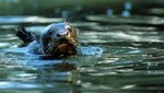 El documental sobre las especies protegidas del Manu será transmitido por la BBC