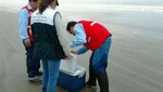 Osinergmin investiga derrame de petróleo en playa Ventanilla