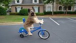 El perro que monta bicicleta y patina sorprende al mundo [VIDEO]