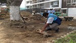 Comuna de Barranco sanciona a Empresa Constructora por dañar Árboles con más de 90 años de Antiguedad