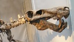 Descubren  en Rusia el cráneo de un dinosaurio herbívoro desconocido