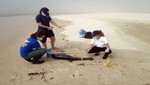 [México] Continúan misteriosas muertes de delfines en el Golfo de México