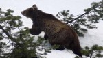 Matan al último oso silvestre de Suiza