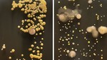 Descubren bacterias  que habitan en los teléfonos móviles