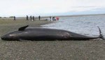 Veinte ballenas orcas negras murieron en el estrecho de Magallanes