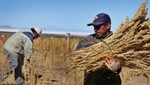 Huancavelica producirá más de 400 toneladas de quinua este año