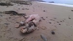 Una extraña criatura fue  encontrada en una playa de Miami,EE.UU