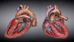 Reconstruyen corazón humano con células madre