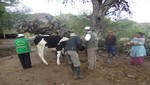 [Huancavelica] Atención sanitaria para más de 10 mil cabezas de ganado