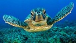 Científicos predicen la extinción en 20 años para las tortugas verdes del Pacífico