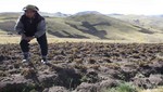[Huancavelica] Piden declarar en situación de emergencia agro huancavelicano