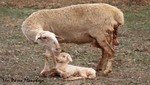 Nace una oveja-araña en Rusia