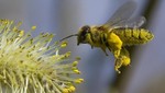 Gran Bretaña: ecologistas piden al gobierno prohibir plaguicidas que matan abejas