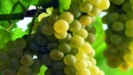España: Aromáticas uvas playeras