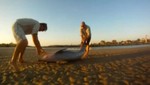 Periodista australiano rescató a un delfín [VIDEO]