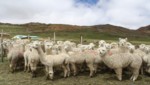 [Huancavelica] Realizan acopio organizado de fibra de alpaca