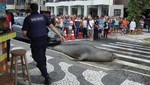 Un León Marino se pasea por las calles de Brasil [VIDEOS]