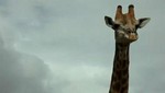 Turistas perseguidos por una jirafa enojada [VIDEO]