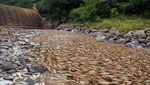 Marea de peces muertos  en Argentina [VIDEO]