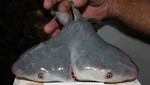 Científicos descubre un Tiburón Toro de dos cabezas