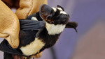 Científicos descubren una nueva especie de murciélago