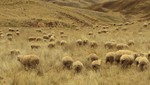 [Huancavelica] Población de ovinos huancavelicanos se ubica en quinto lugar