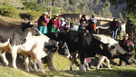 [Huancavelica] Asociaciones ganadoras de PROCOMPITE Municipal 2012 reciben incentivos