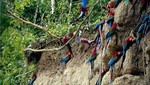 Unos 2,500 turistas visitan anualmente la reserva natural del Manu