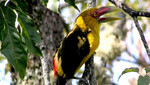 Aves con perdida de hábitat en Brasil, aún permanecen fuera de la Lista Roja de especies amenazadas