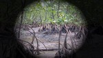 Los manglares costeros venezolanos se están reduciendo