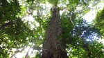 Bosque Benjamín II, nueva Área de Conservación Privada