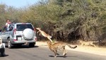 Impala escapa de depredadores saltando a un coche lleno de turistas [VIDEO]