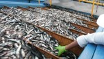 Inspectores decomisan más de 139 toneladas de anchoveta juvenil