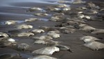 México: 300 mantarrayas aparecieron varadas en una playa en Veracruz [FOTOS]