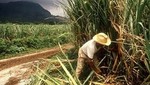 Producción de caña de azúcar aumentó en 35.0%