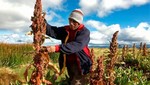 El Perú se perfila como primer exportador mundial de quinua