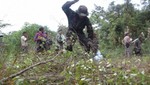 Devida prevé eliminar 14 mil hectáreas de coca para el 2012