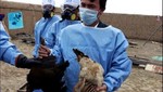 Postergan publicación de informe sobre variante de la gripe aviar