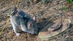 Policia colombiana entrena ratas para detectar bombas