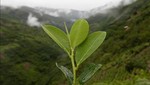 Congresista fujimorista: 'Suspensión de erradicación de hoja de coca preocupa'