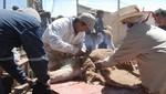 [Huancavelica] Logran esquilar más de 400 kilos de fibra de vicuña
