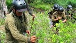 Más de seis mil hectáreas de cultivo de coca ilegal fueron erradicadas en el Valle del Monzón