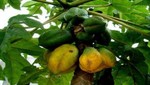 Estados Unidos permitirá la importación de papayas frescas provenientes del Perú