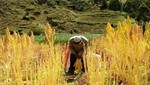 INIA identificará variedades de Quinua con mejor adaptación en Regiones Productoras